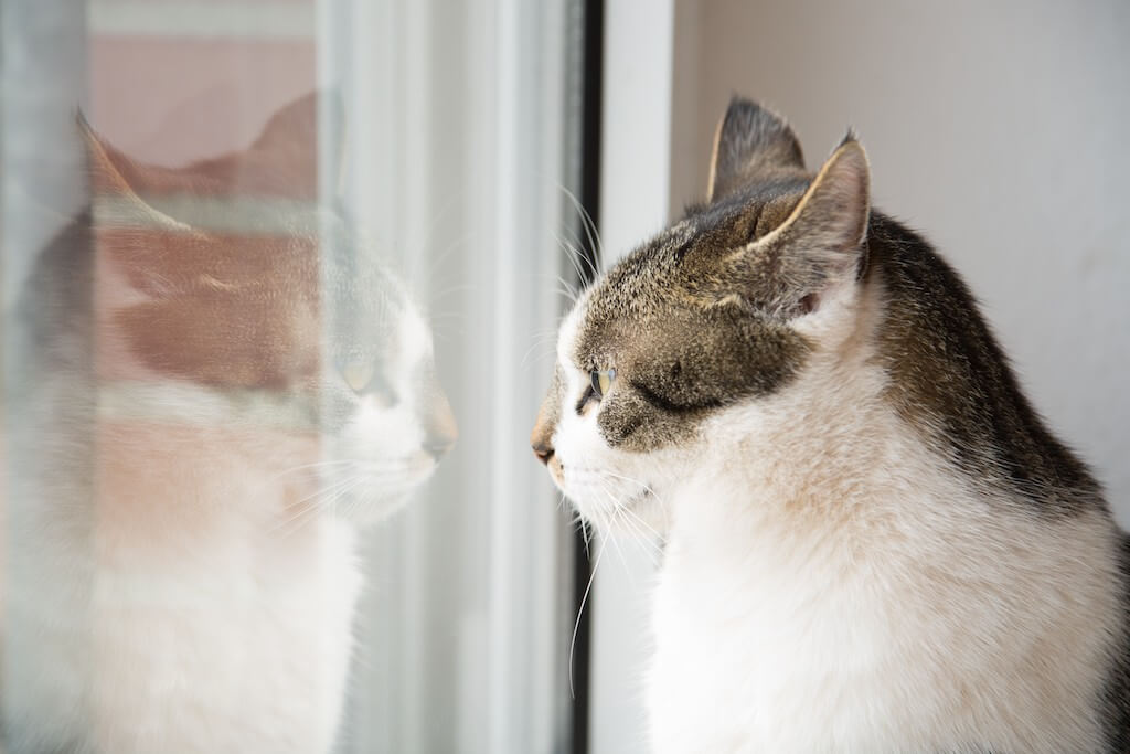 F.F.A.Q (FELIWAY Frequently Asked F.F.A.Q (FELIWAY Frequently Asked